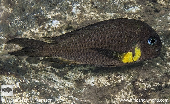 Tropheus sp. 'crescentic' Mkuyu